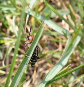 マメハンミョウ 阿蘇は箱舟プロジェクト